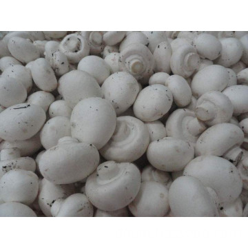 Fresh white button mushroom Delicate Champignon Mushroom